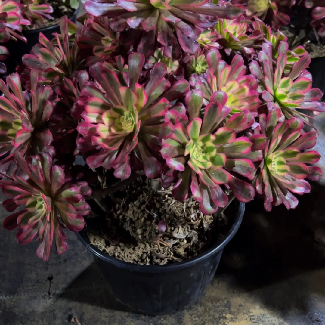 醉***生法师多肉植物红铜白050