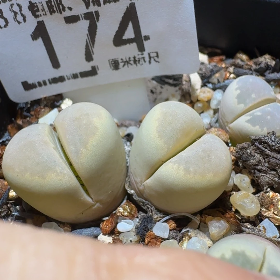 Ssss精品生石花174
