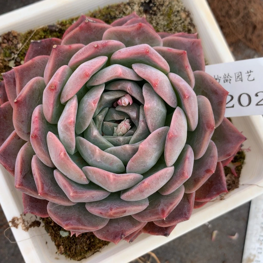 4202杂交多肉植物