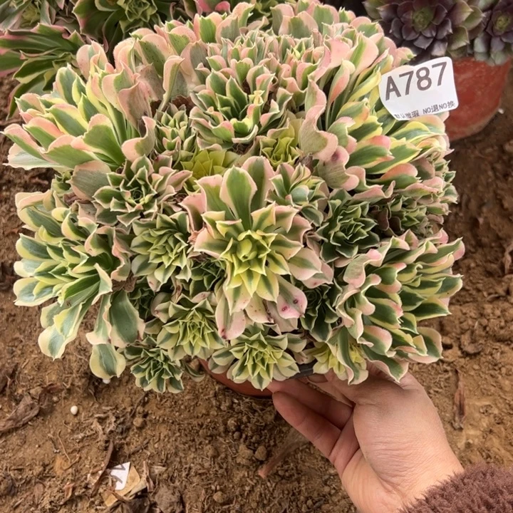 白凤多肉植物787.