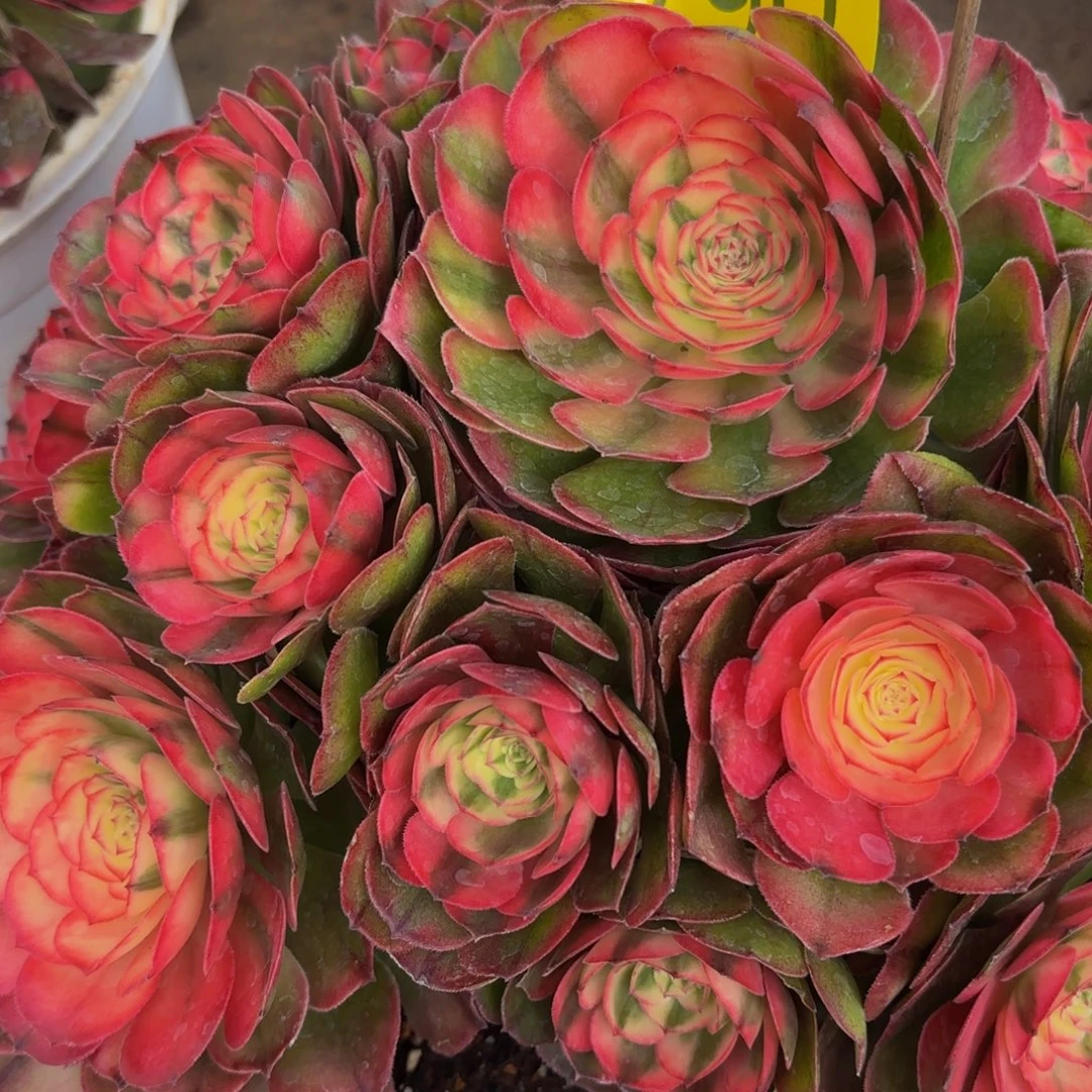 哈哈多肉葡萄福利790