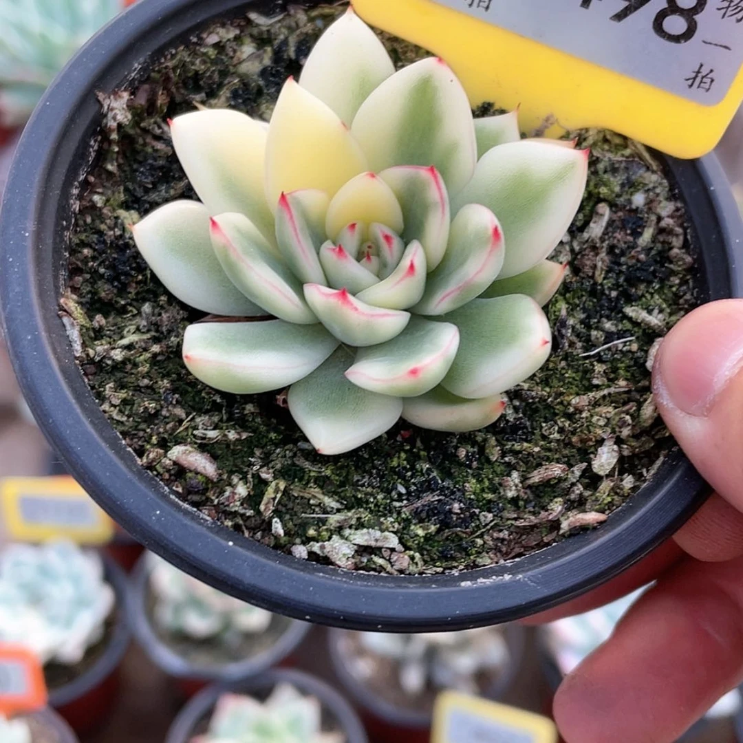 【闪购商品】无花朵S****h1498