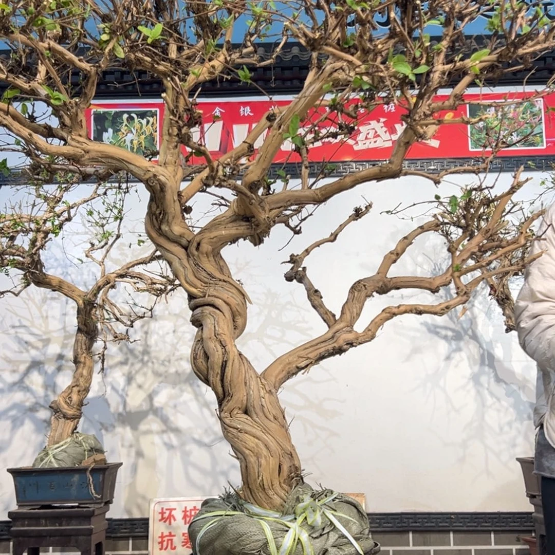无花朵金银花8888888888888