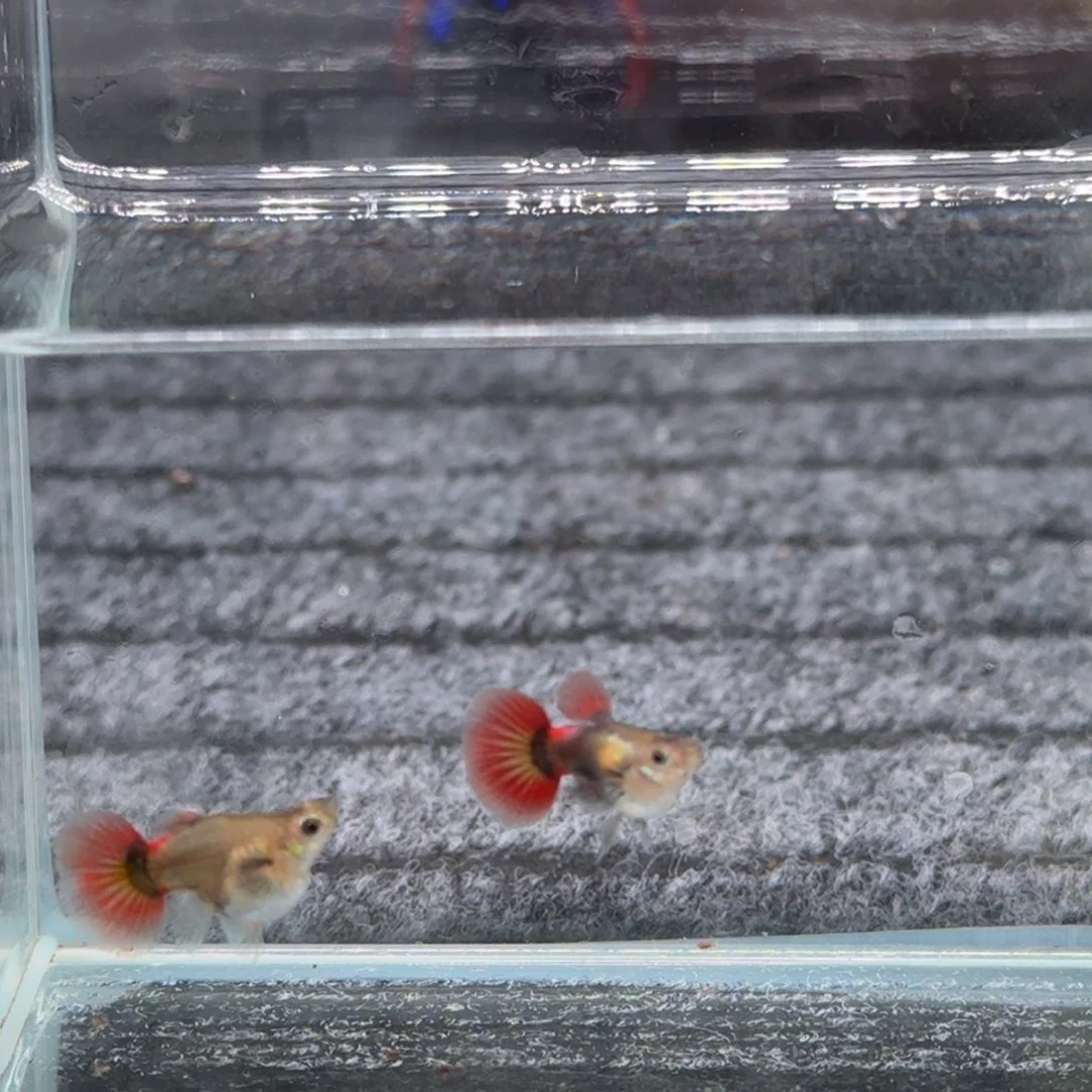 孔雀鱼象耳球一对38号