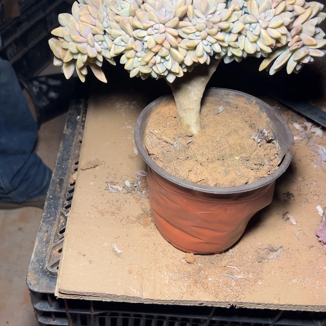 L***慢淡雪多肉一物一拍485