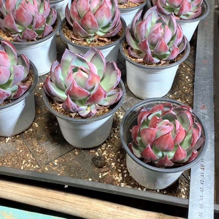 带盆土惊鸿仙子多肉植物两单包邮