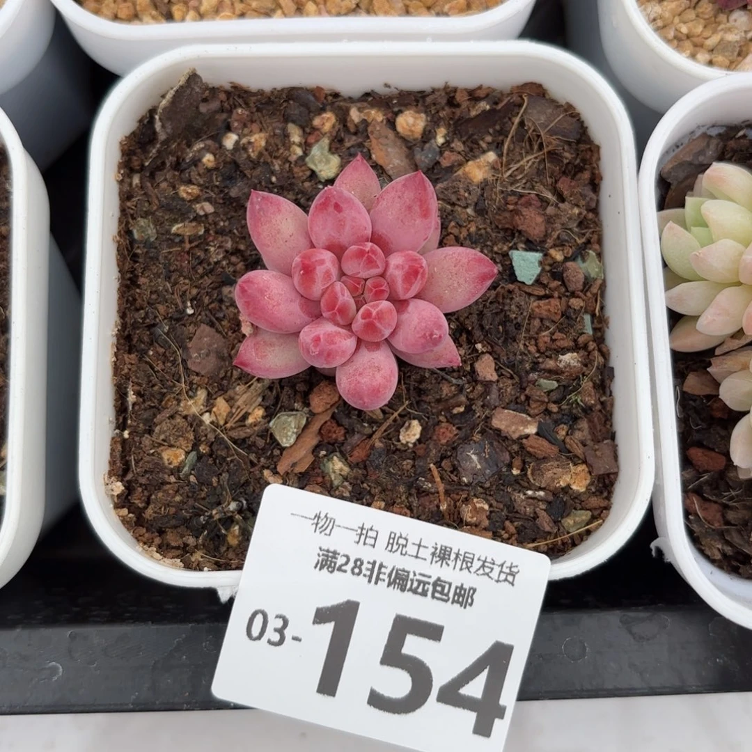 金鱼姬单头多肉多肉