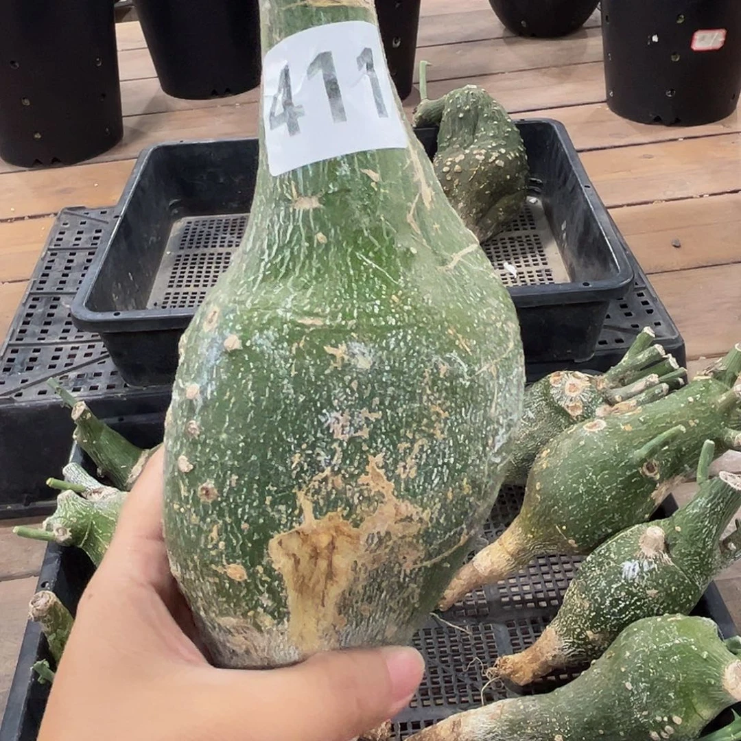 柠***寂411球8888888888888