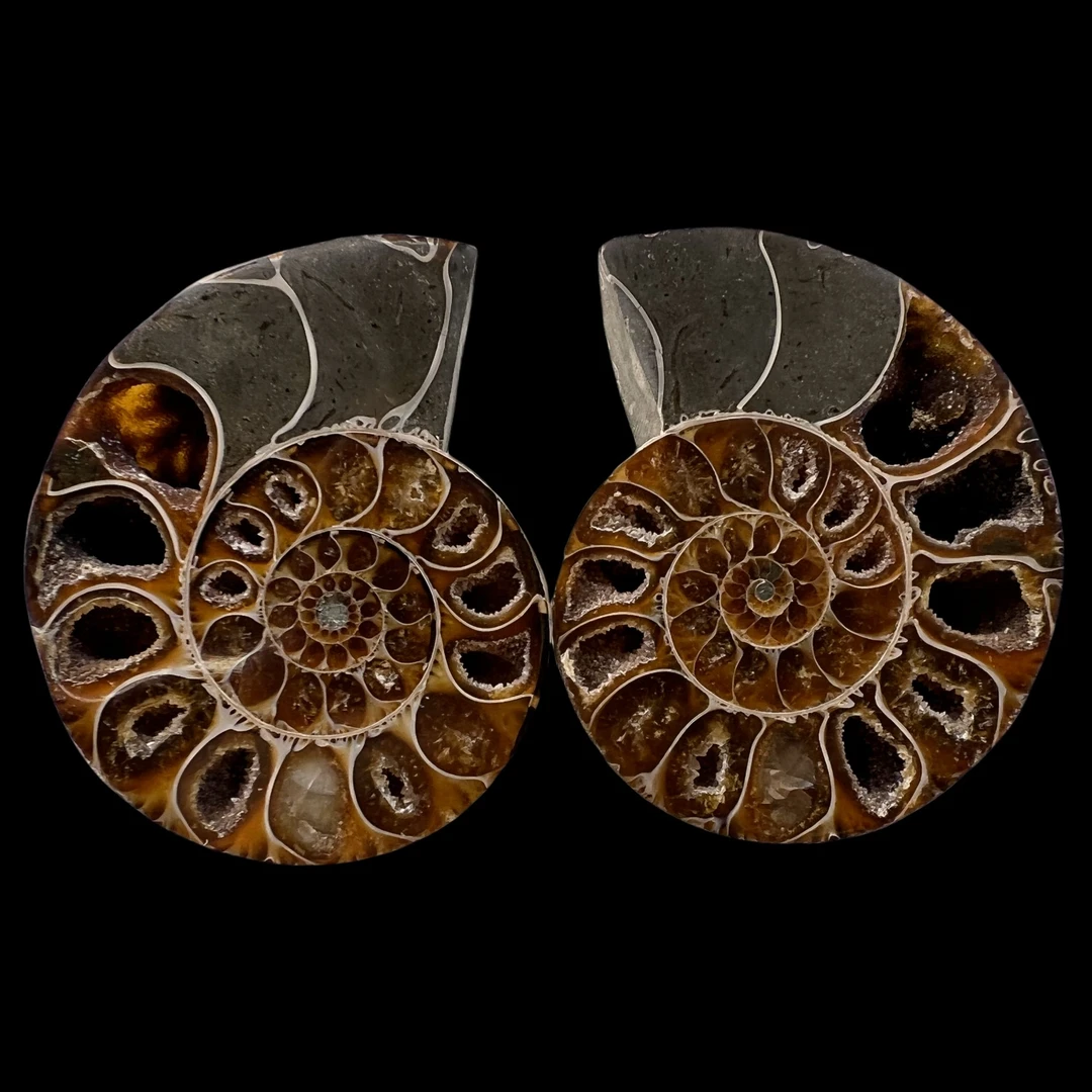 【 叶菊石（ 切片 ）】尺寸59.5mm 玉化 马达加斯加 古贝壳C4