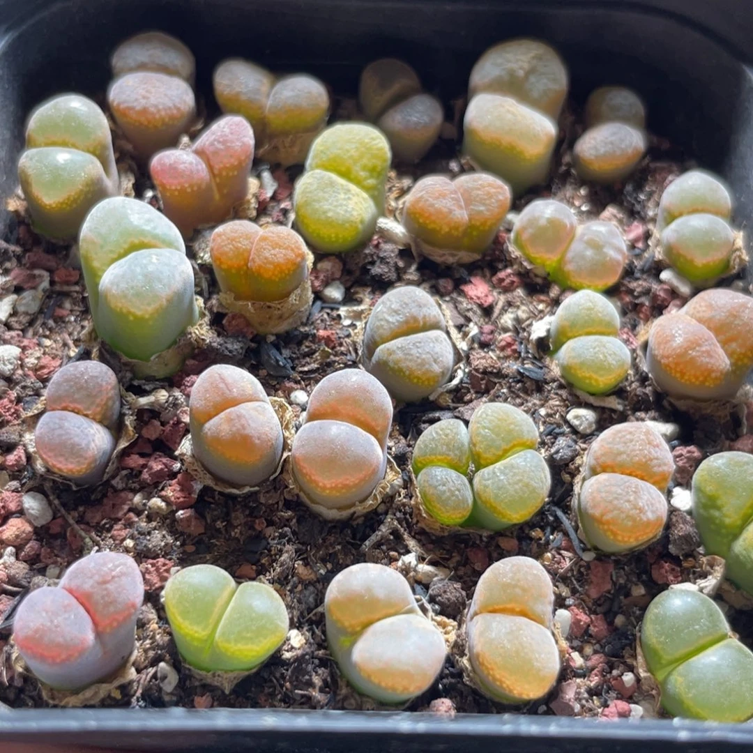 今晚大盆特价更新～31