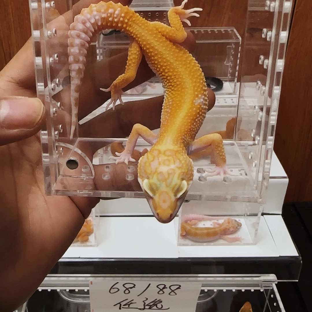 豹纹守宫JMG头花无纹血暴龙大亚公