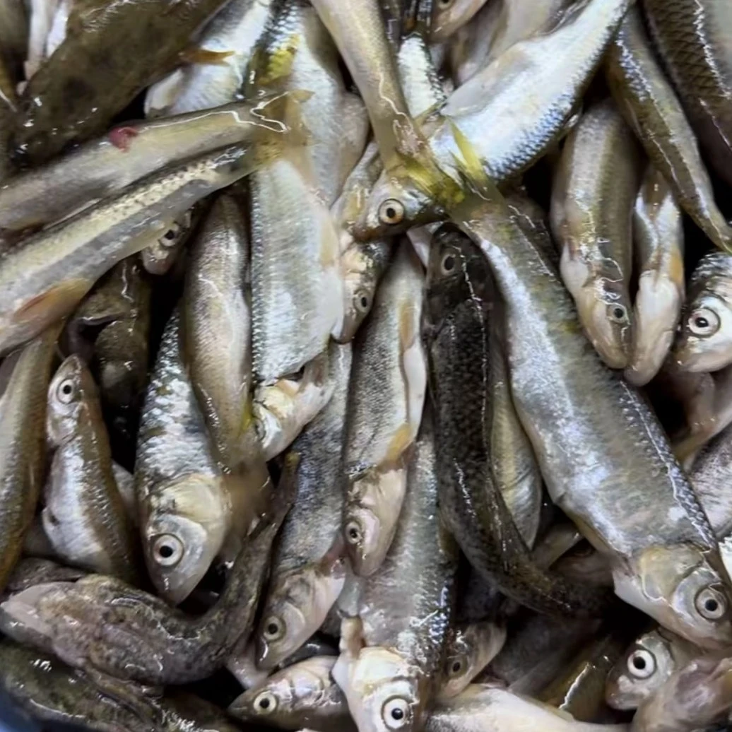 东北河鲜土特产纯河里小杂鱼（清理干净速冻发货）