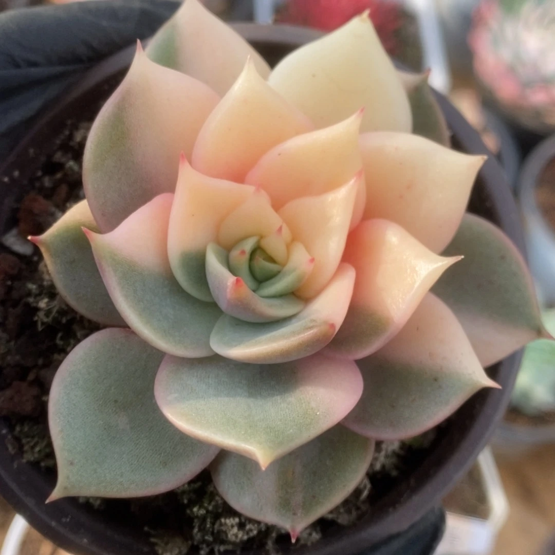 217贝加尔湖锦锦锦锦