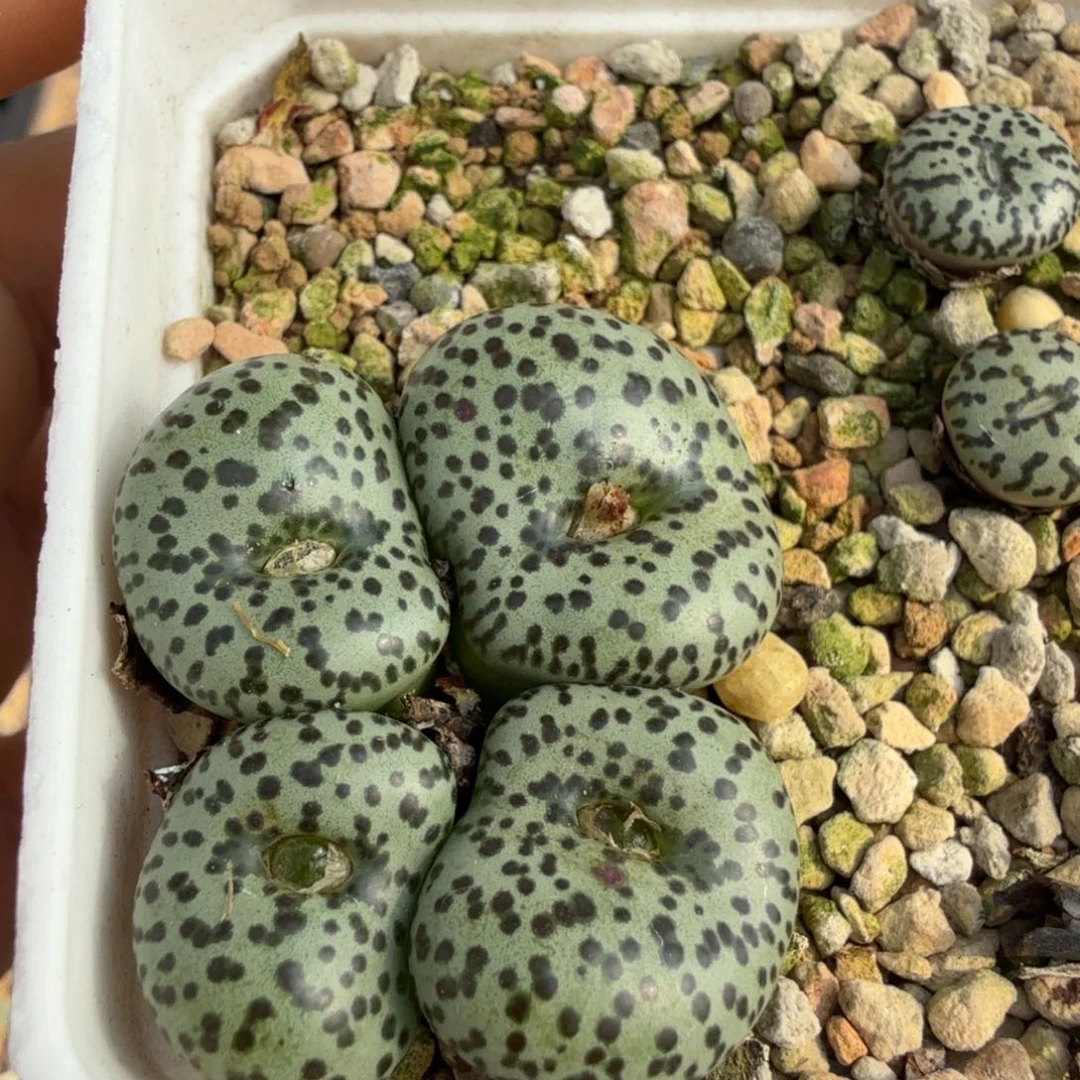 福利豹纹安贞11-20-h31