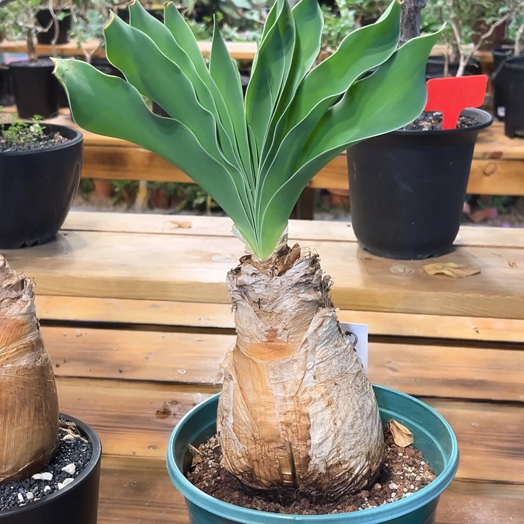 潮流植物 巨凤之卵定养