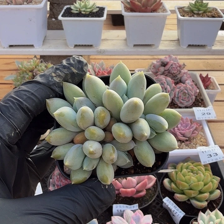 1117-38胖体哥特萝莉