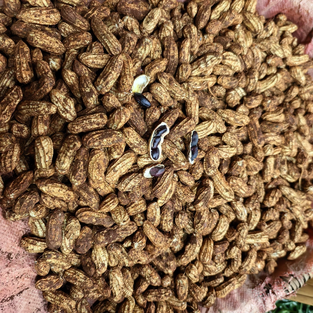 云南高山农户种植新鲜黑花生