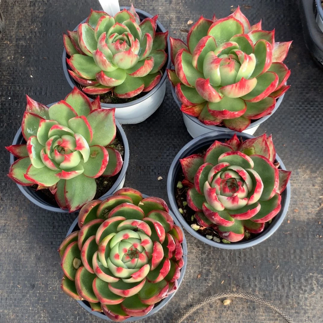 403号多肉植物惊鸿5颗