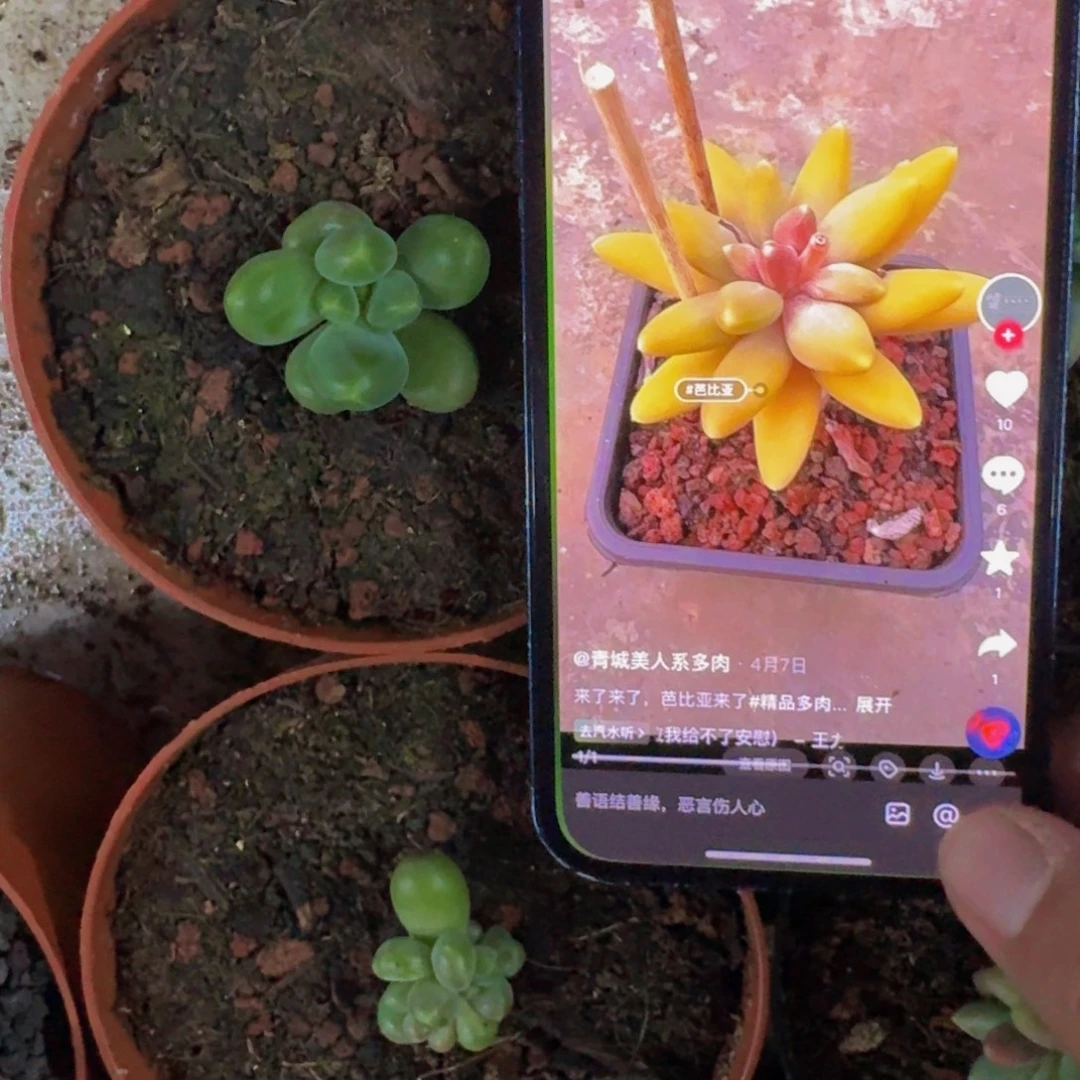 芭比亚 叶插 一物一拍