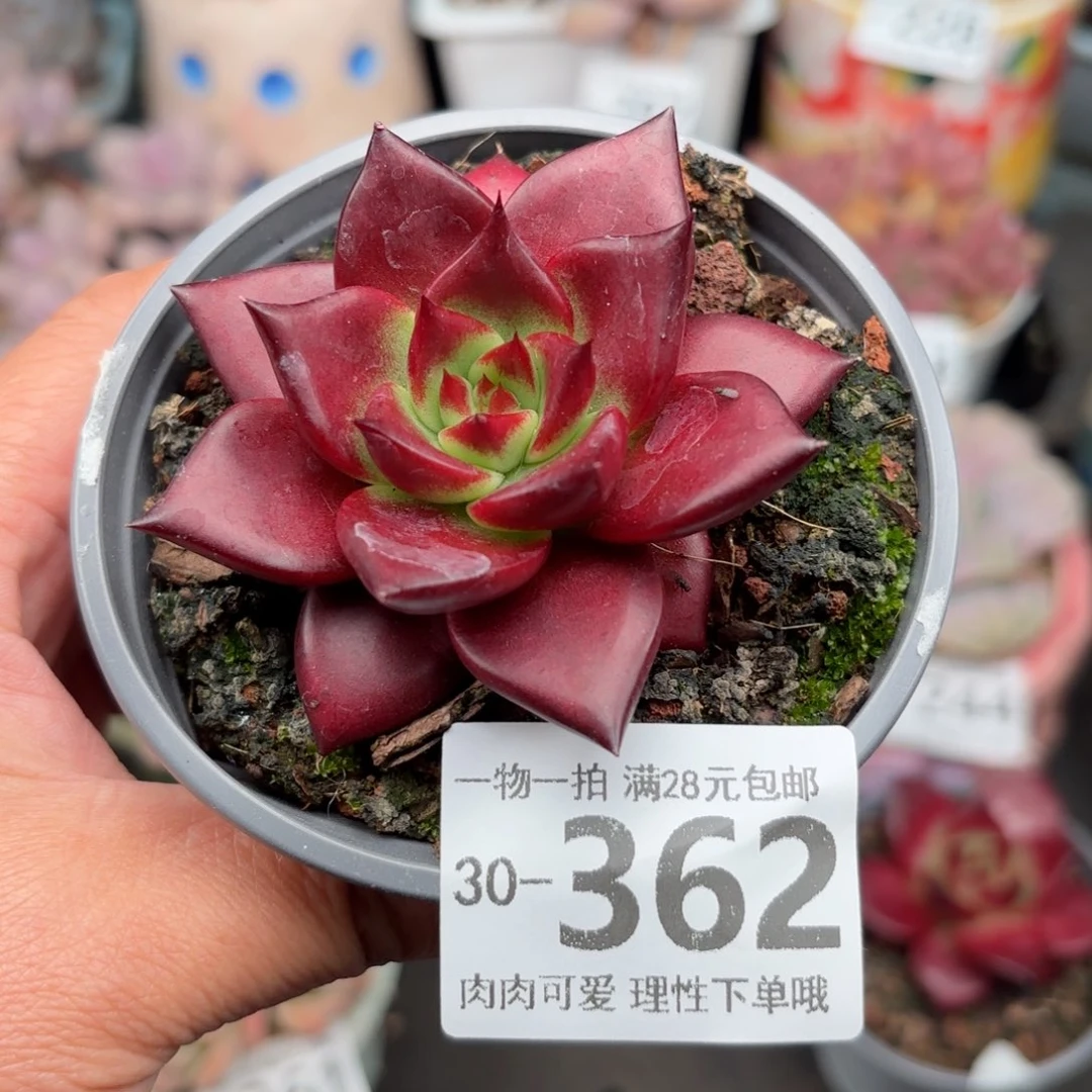 卡宴单头多肉多肉