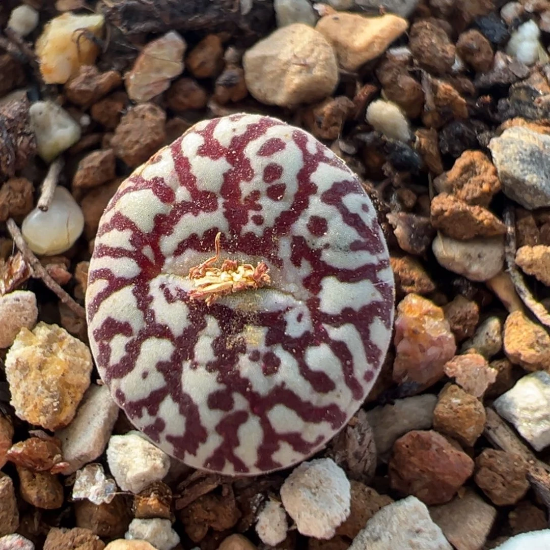 99多肉植物百科知识