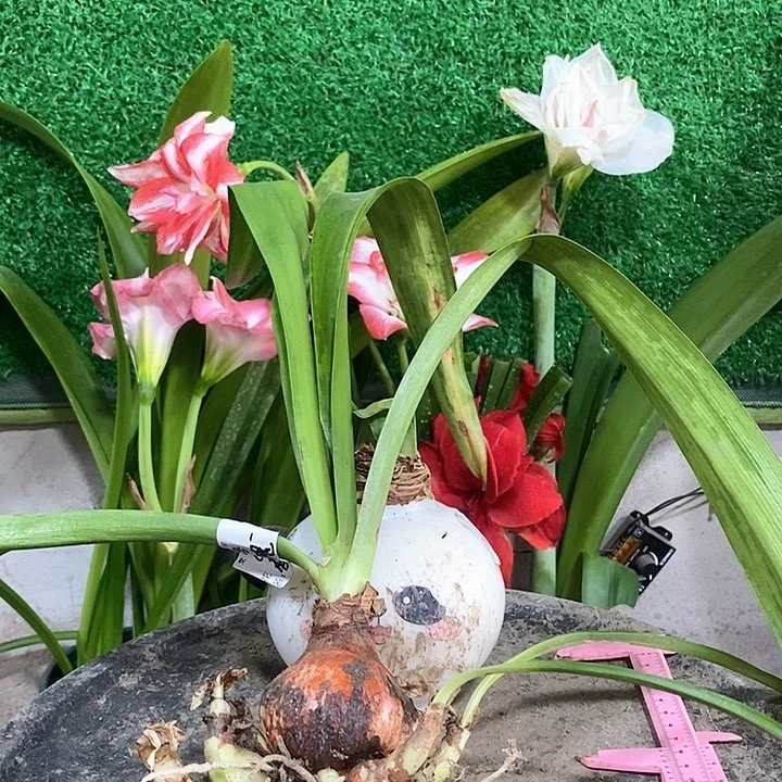 全部花朵香槟玫瑰多侧大球616号