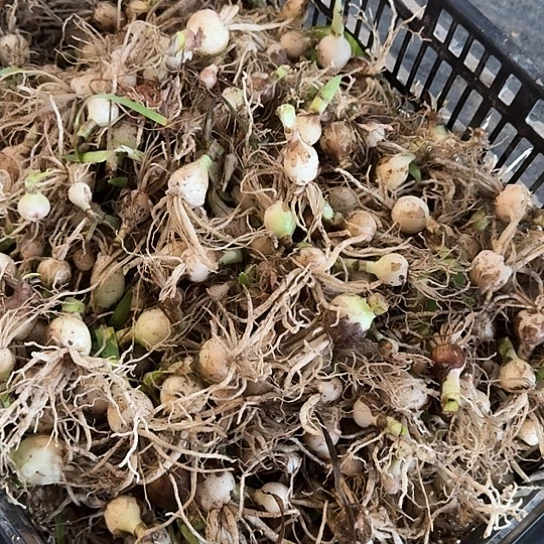 杂交开花无售后开盲盒秃头小苗30颗