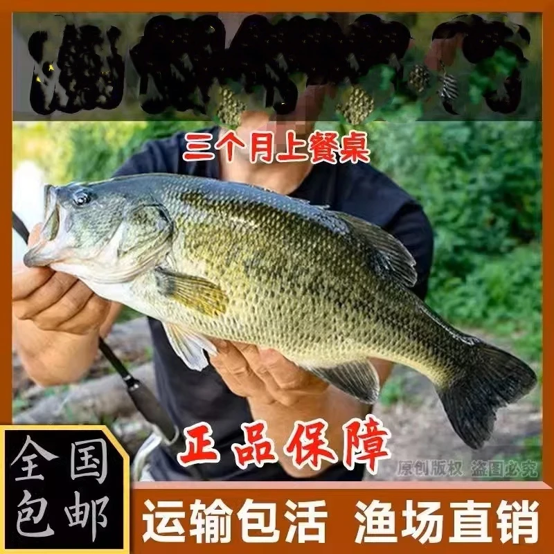 大口黑鲈鱼活体观赏鱼淡水冷水鱼路亚鱼宠物鱼