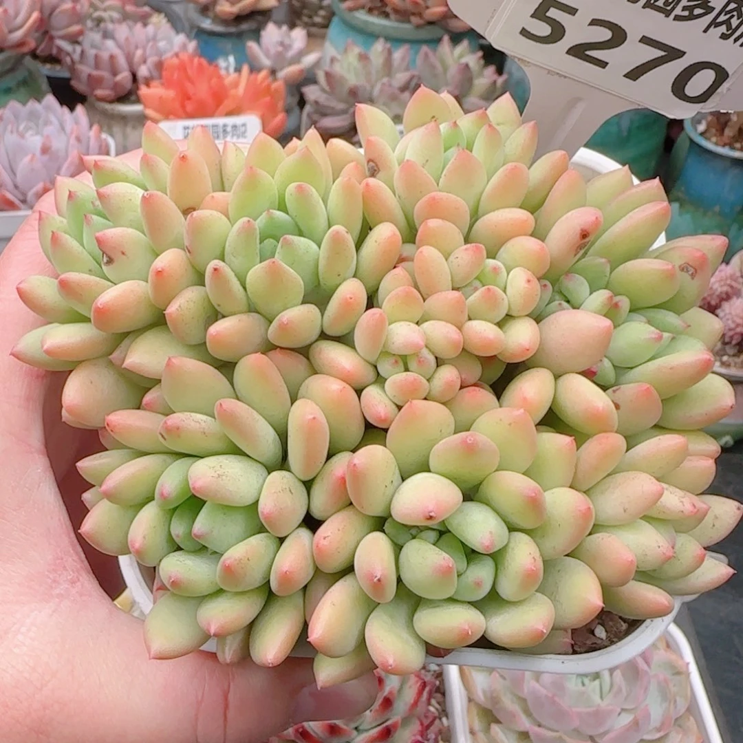 心****师多肉植物5270…………………………