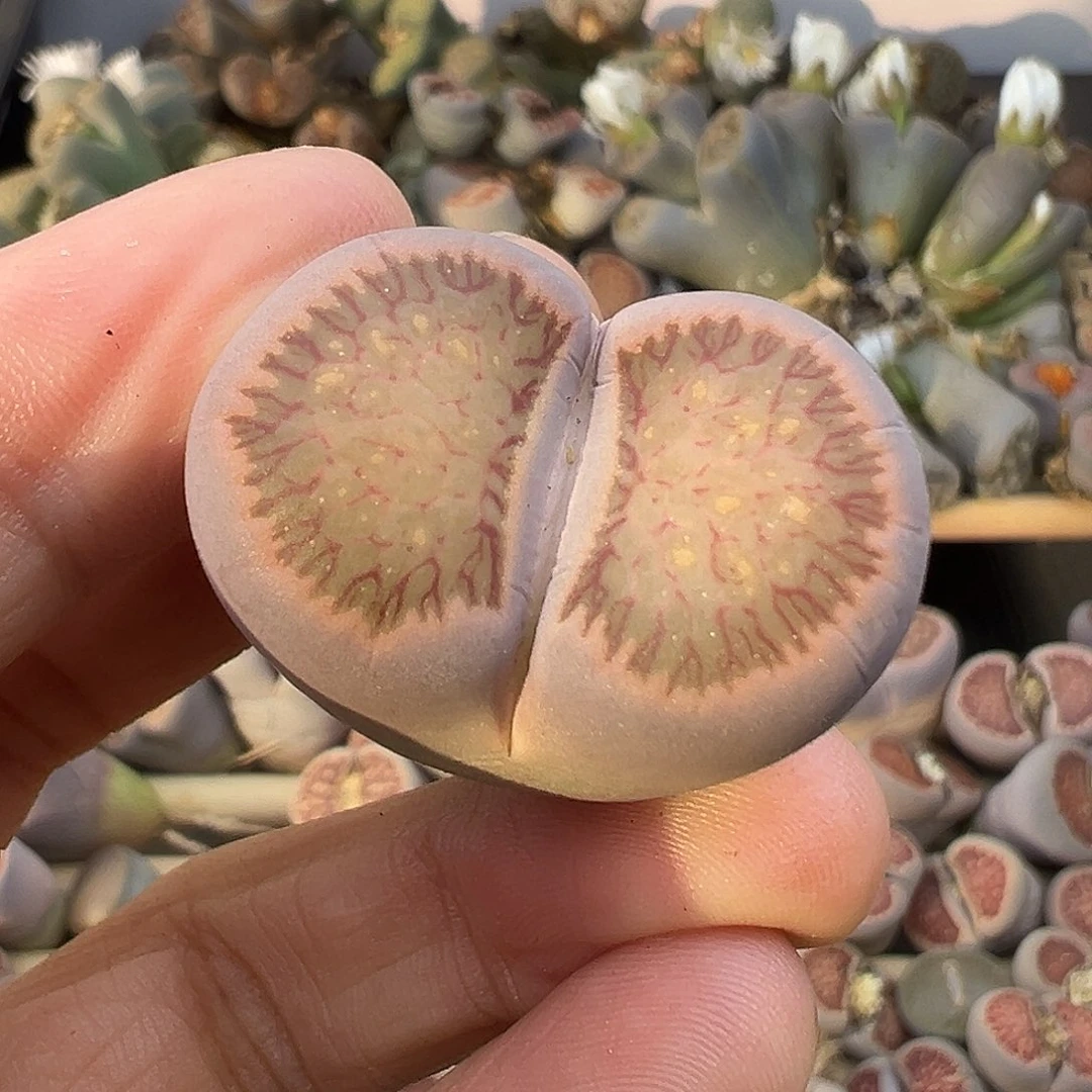 2301美菊清货了微瑕