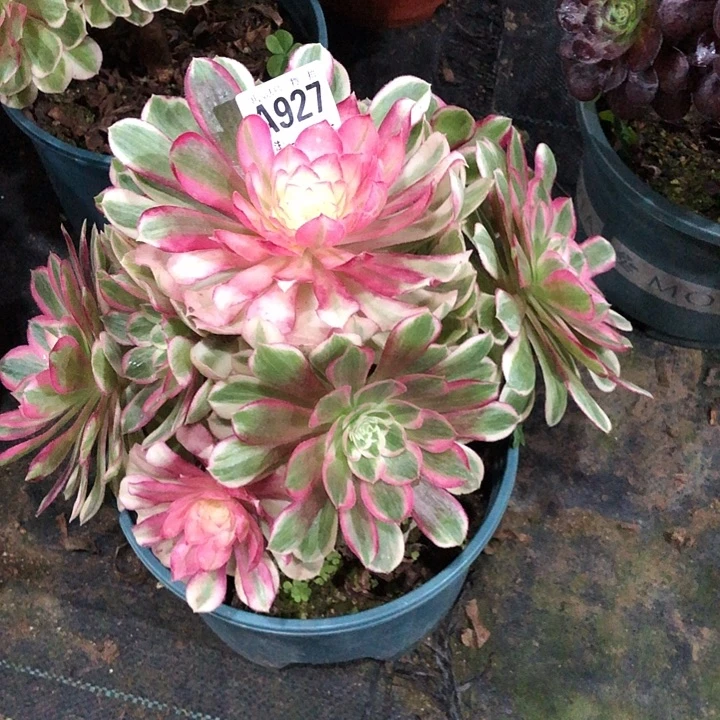 孔雀多肉9270000000