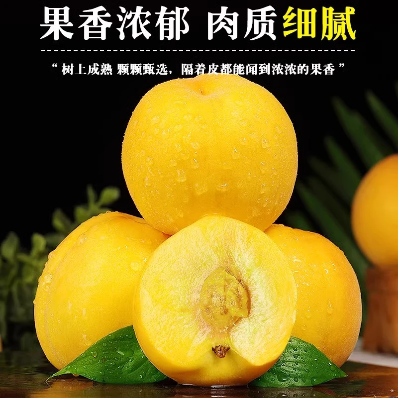 【坏果包赔】正宗山东蒙阴黄桃应季新鲜水果甜美多汁脆软两吃黄毛桃