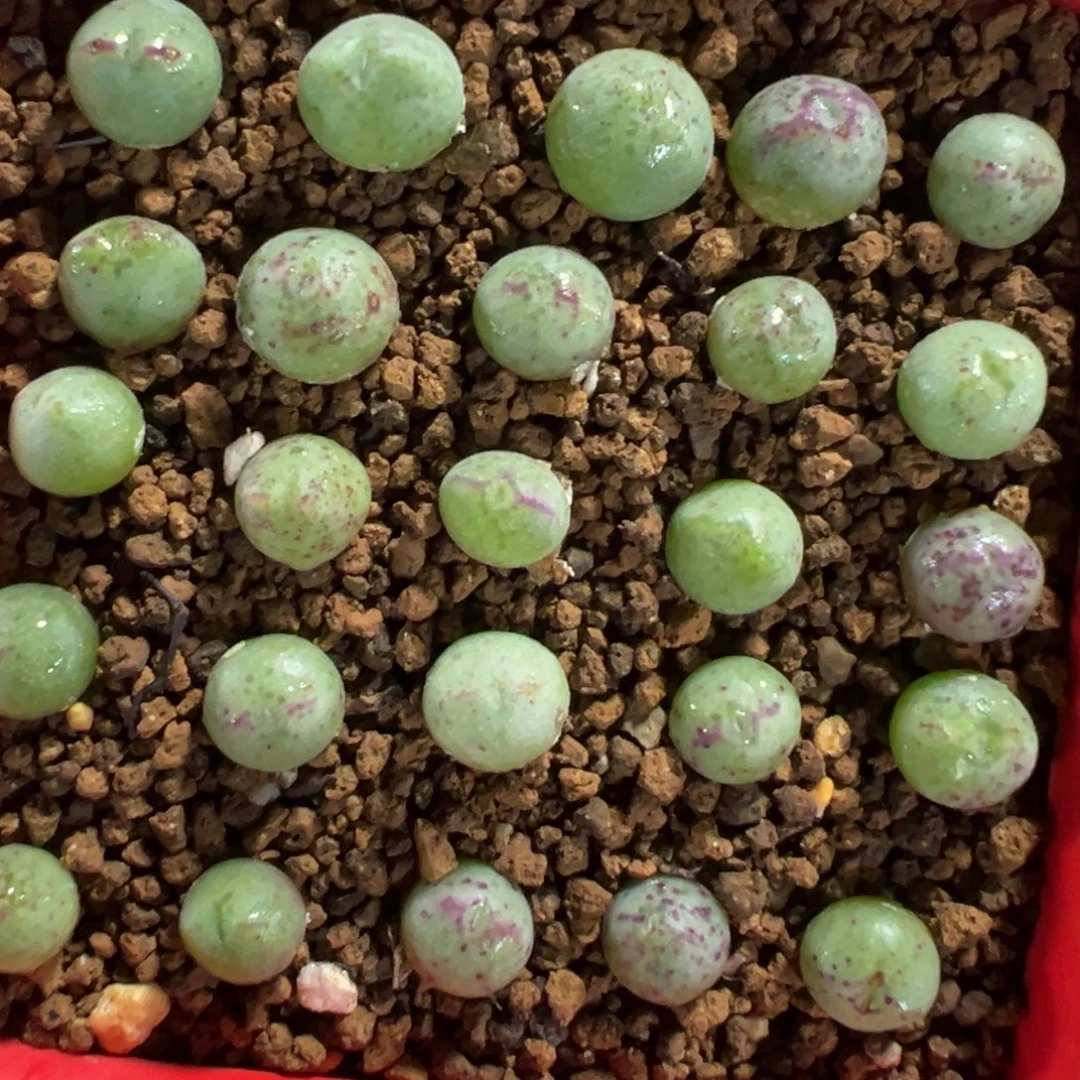 量拍园艺985猪蹄一颗