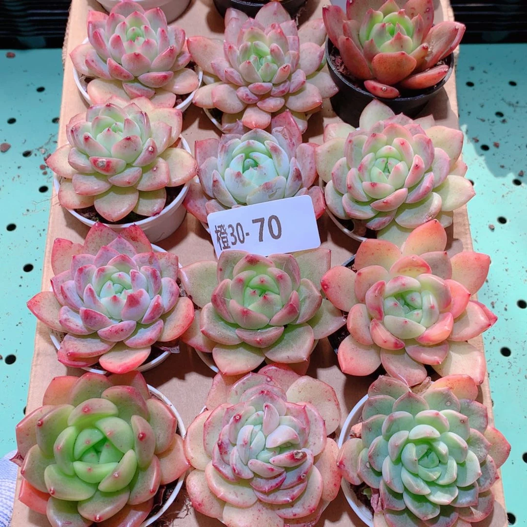 30-70一物一拍多肉带盆18颗