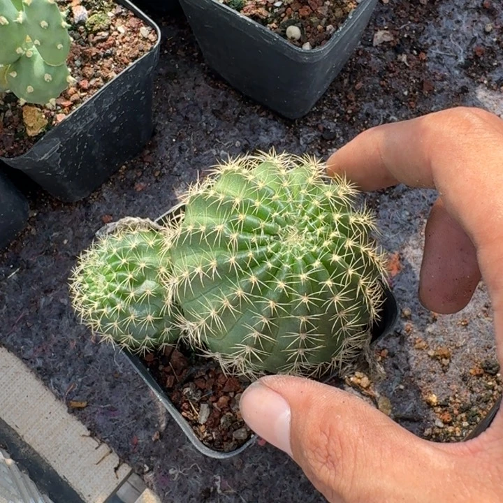 bir荷花自根仙人球