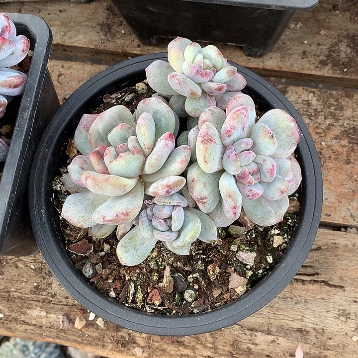 妮多肉植物哈哈哈哈哈