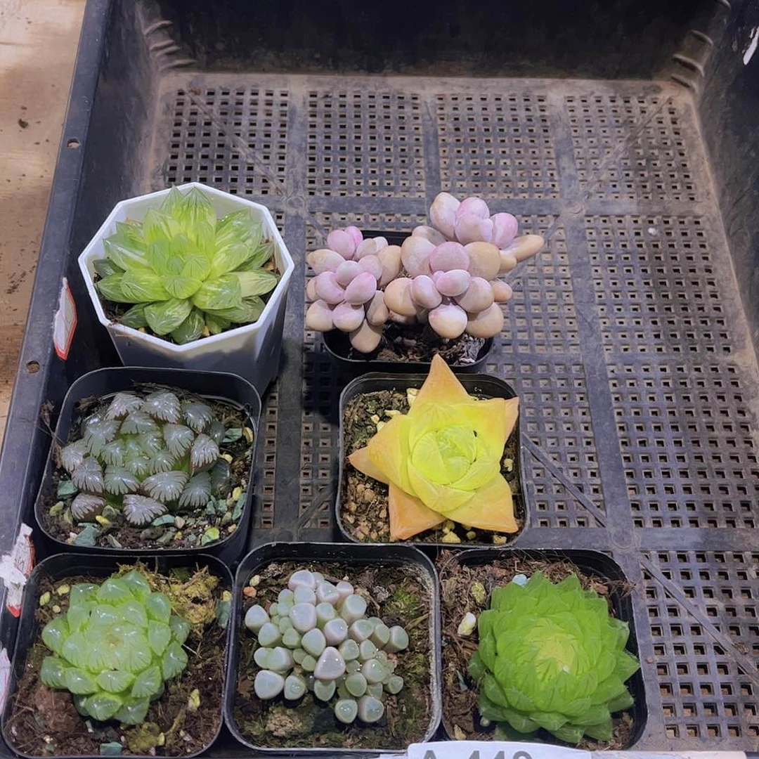 多肉440多肉植物