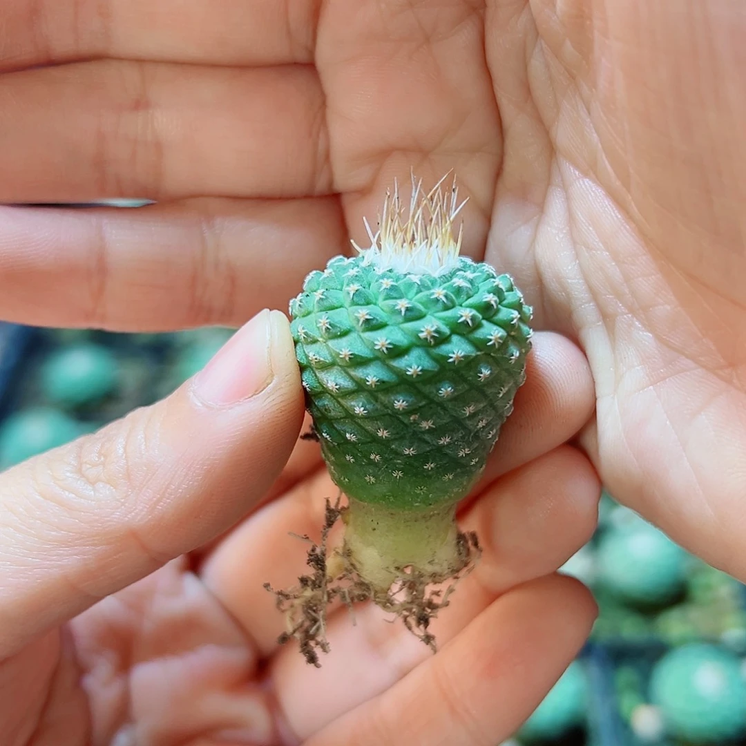 实生菊水2.5公分