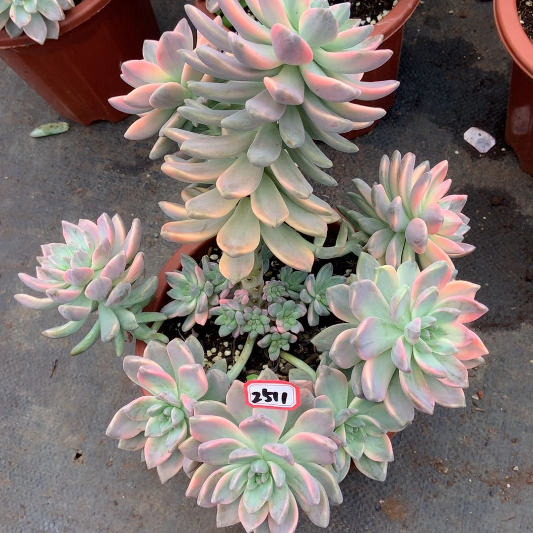 淡雪锦2511晓晓一物一拍