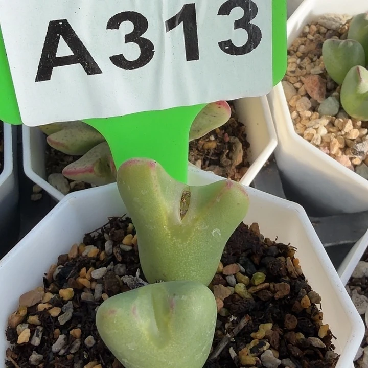 M***M313mmmmmmmmmmmmmnmn