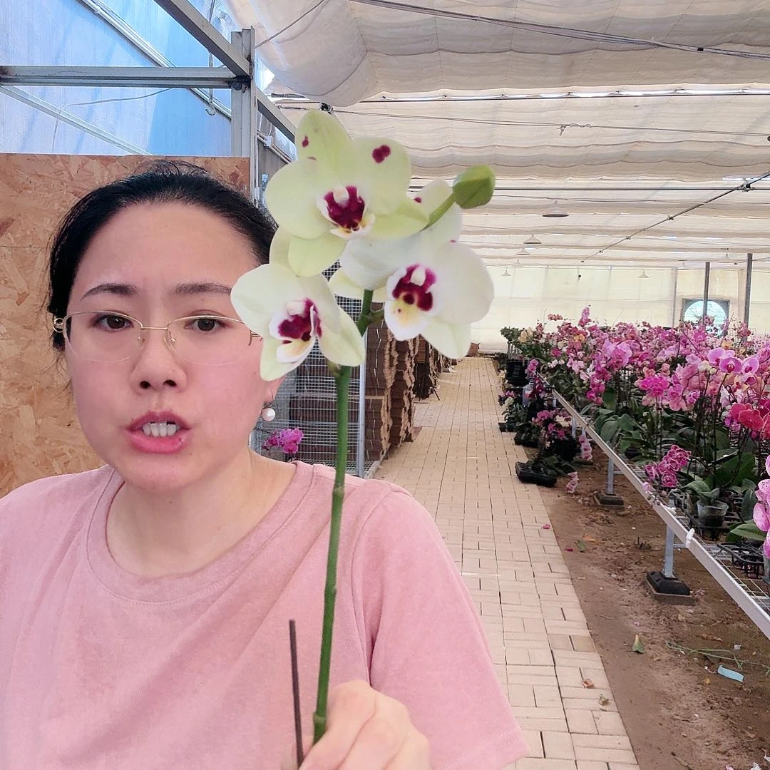 大部分开放少量花苞梧桐