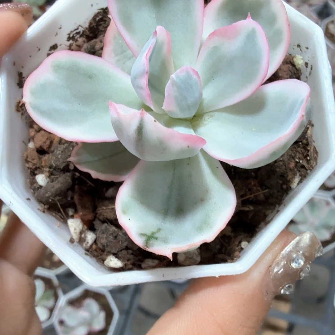伯克利锦多肉植物