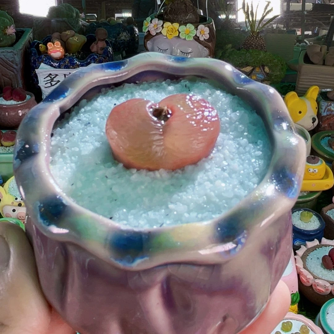 05毛汉尼2.6cm连盆带土包邮