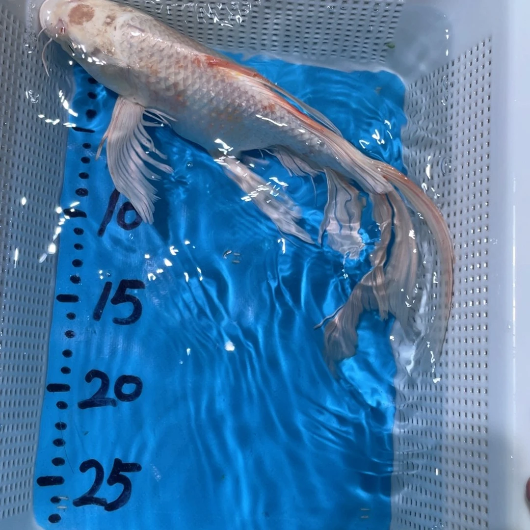 蝴蝶鲤蝴蝶锦鲤包邮包邮