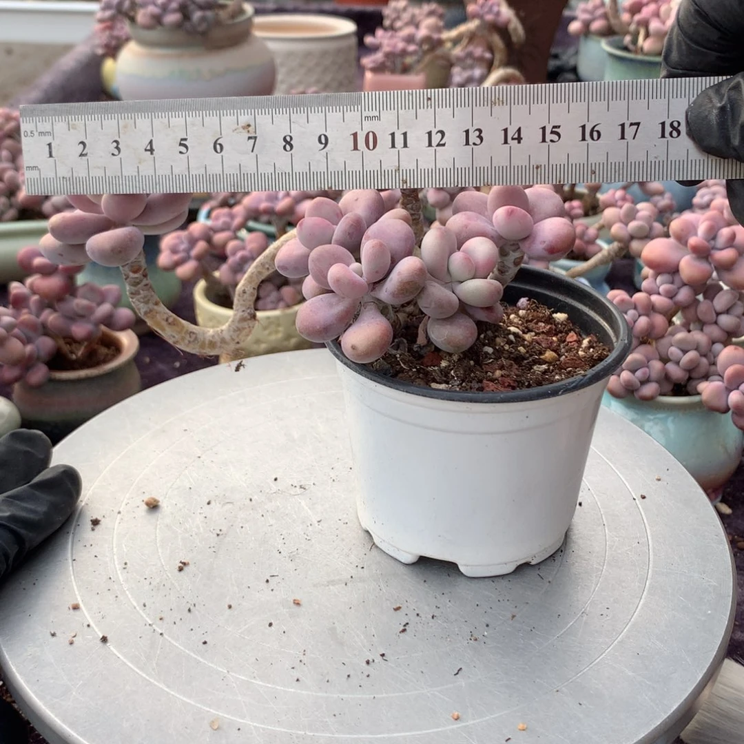 30号不带盆偏远地区不包邮的