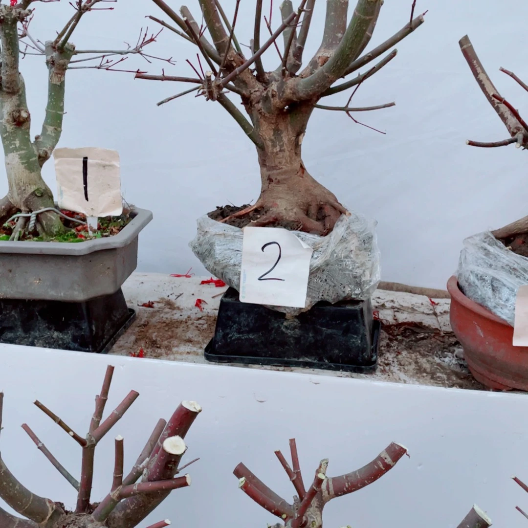 小***哥无花朵出星星老桩