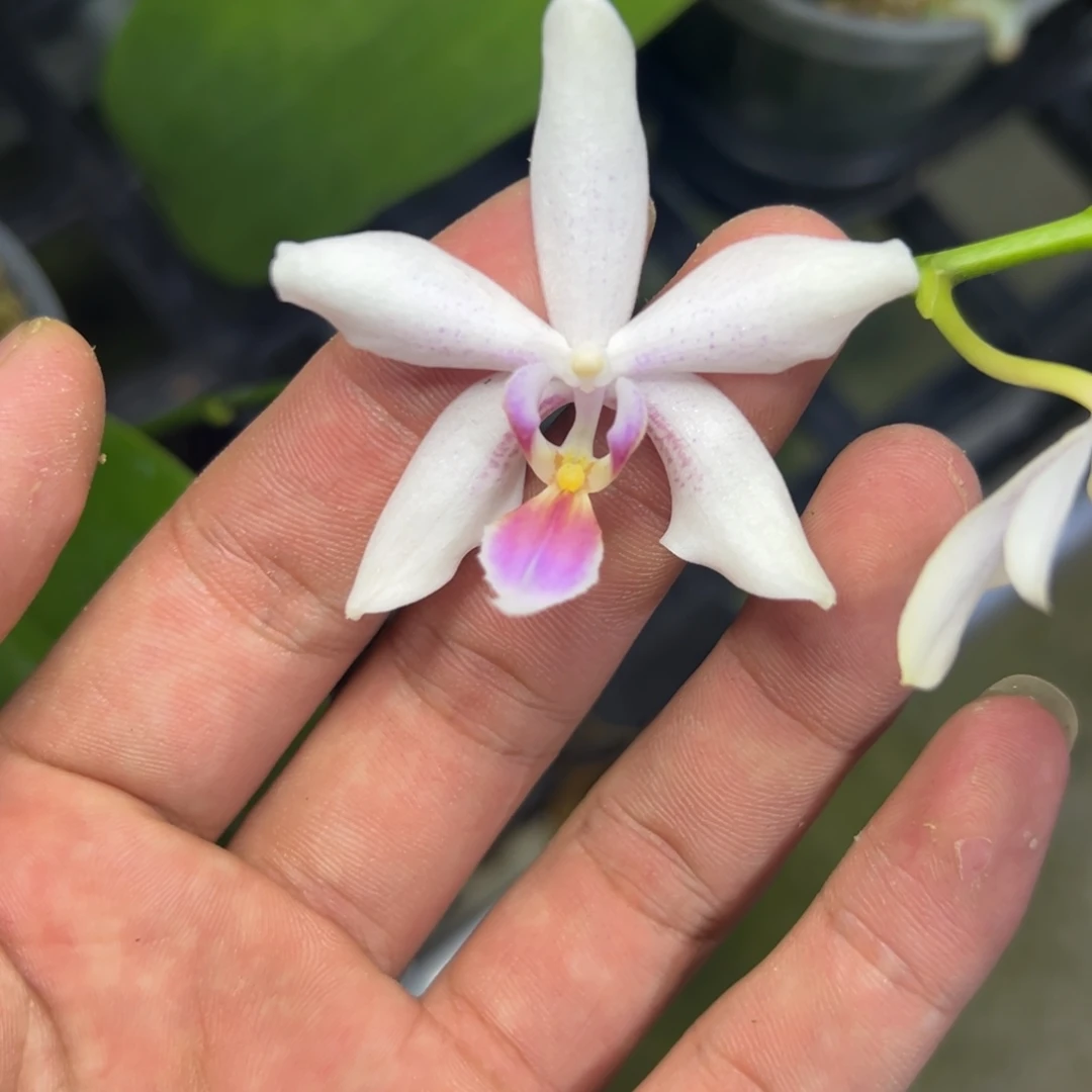 完全开放l535三寸ys1210