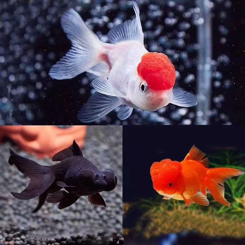 好养耐活的鸿运当头红狮龙睛观赏鱼金鱼渔场直发冷水淡水鱼新手鱼