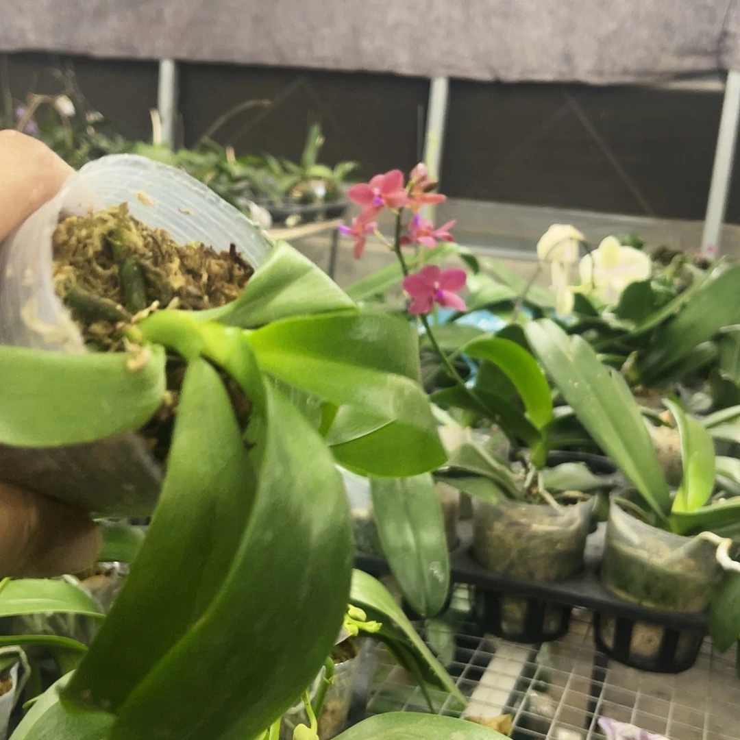 当前无花栽培后可以开花慧**）红马丁瑕疵2.8