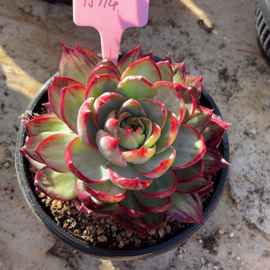 多肉植物惊鸿仙子15114